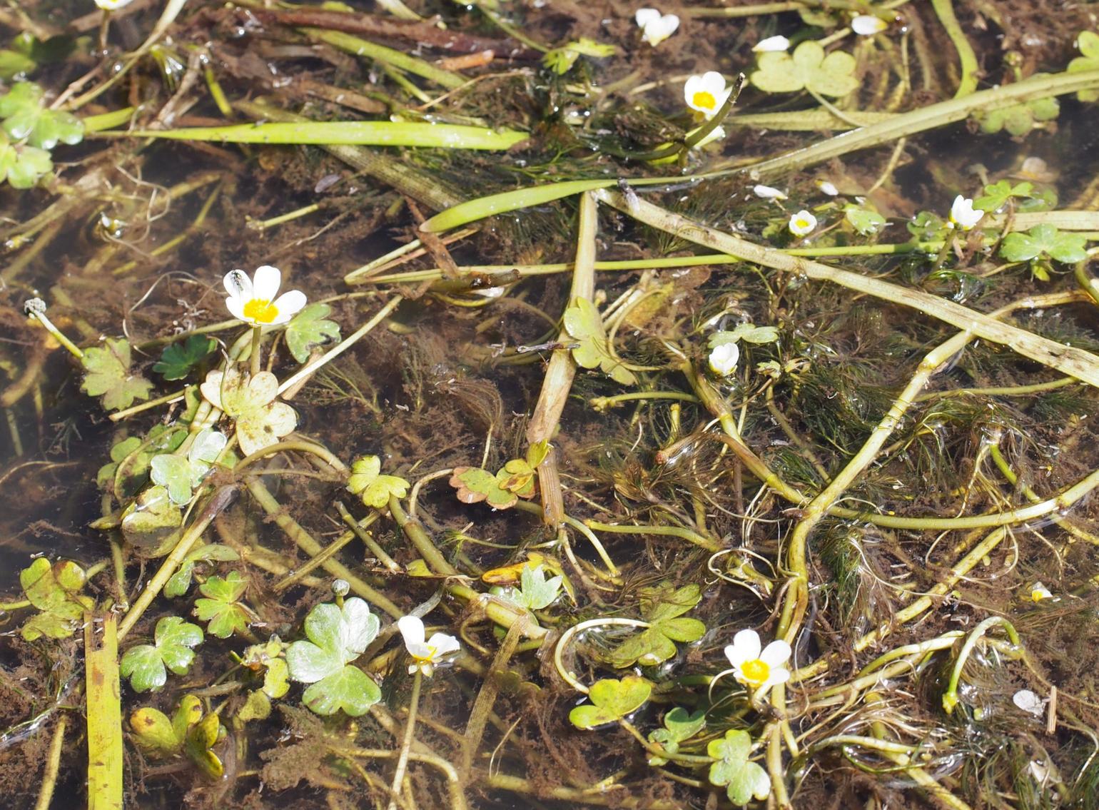 Crowfoot, Water